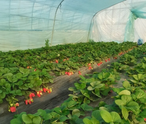 新竹草莓園推薦