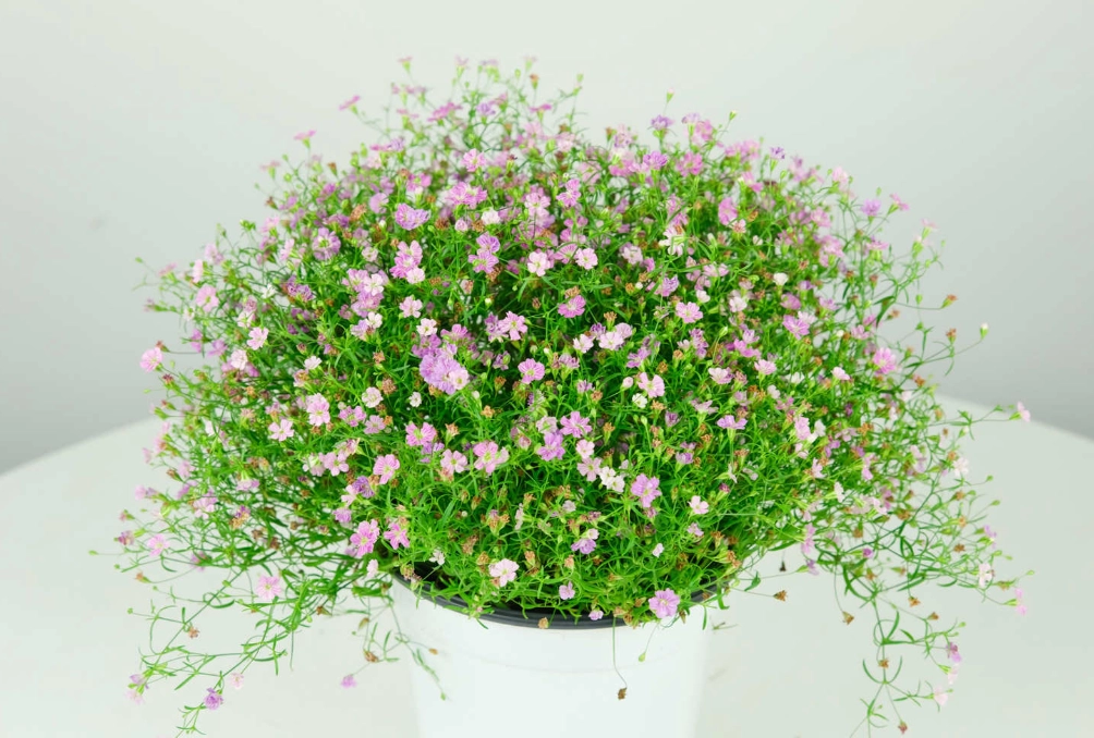 蘭花種植常見問題