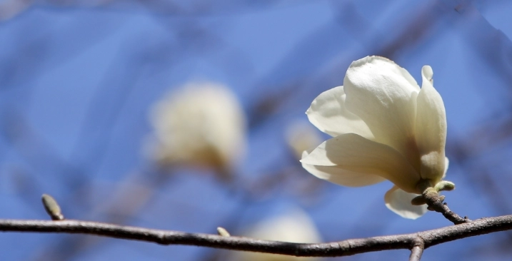 台灣玉蘭花景點