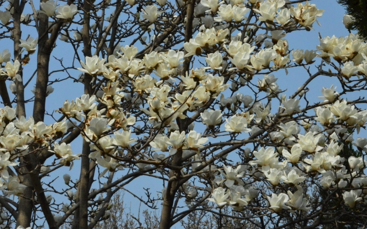 玉蘭花開花時間