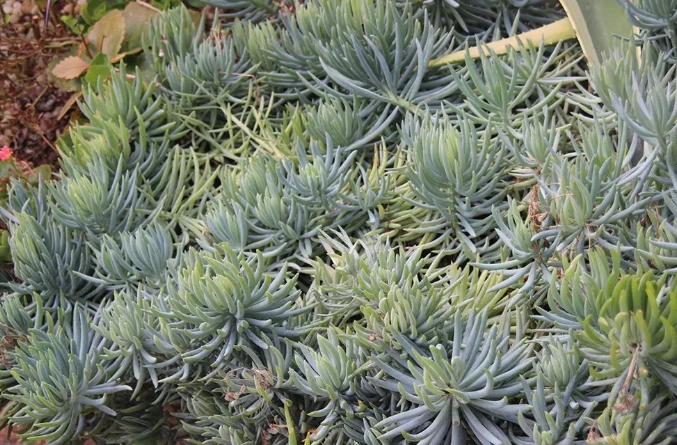 景天科多肉植物