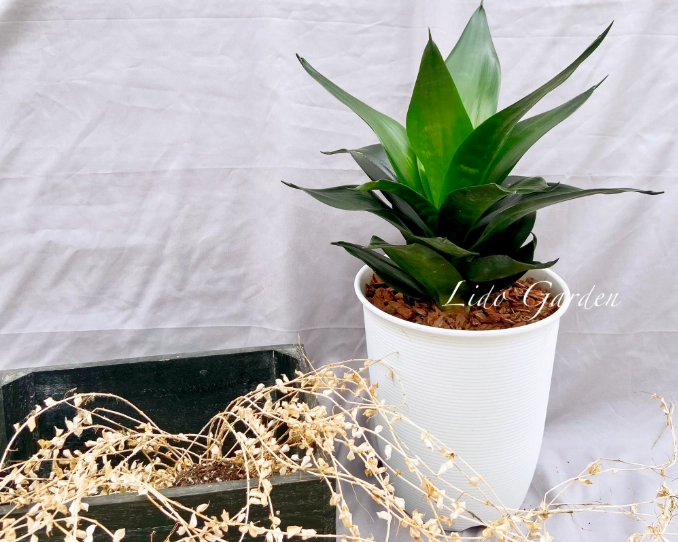 虎尾蘭澆水注意事項 虎尾蘭澆水注意事項