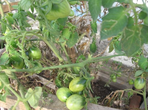 小番茄種植方法