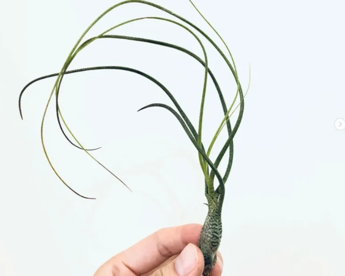 香港空氣草養護