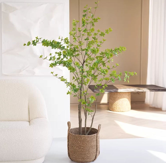 吊鐘樹種植方法