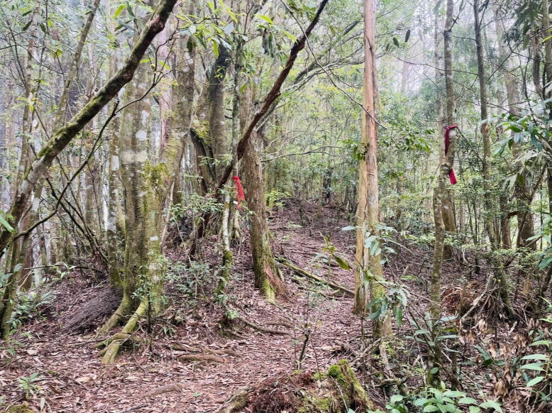 金柑樹山步道