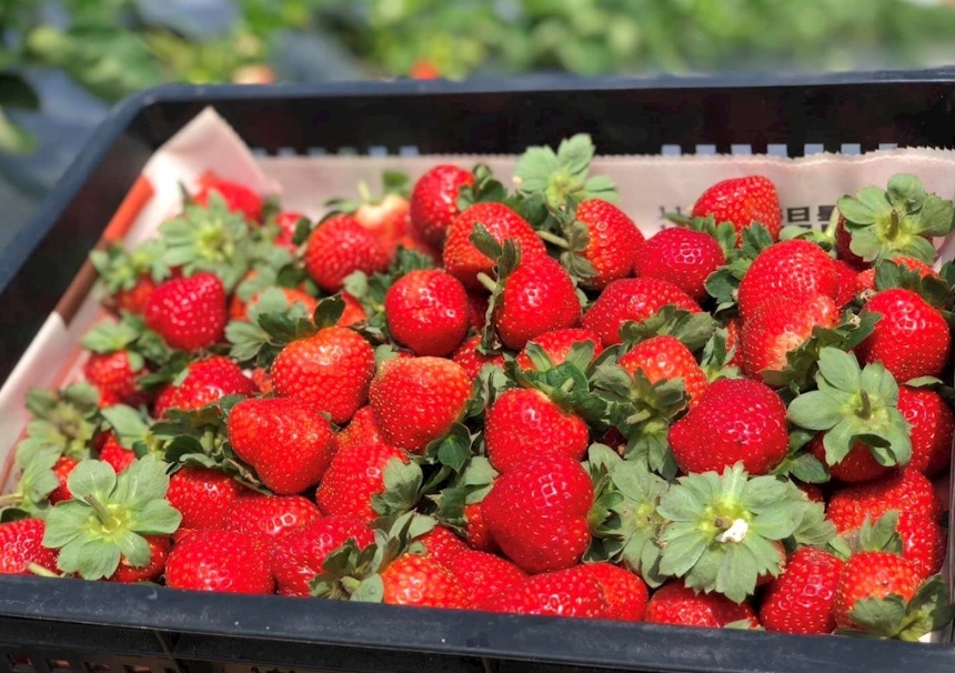 苗栗草莓採摘