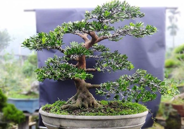 小盆栽造型技巧