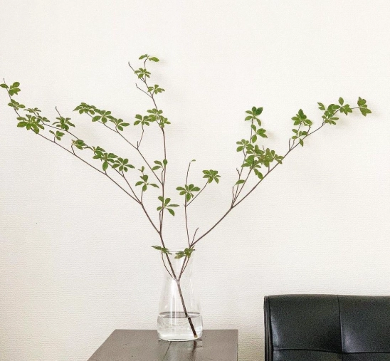 日本吊鐘樹病蟲害