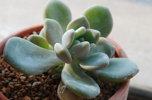 景天科澆水技巧