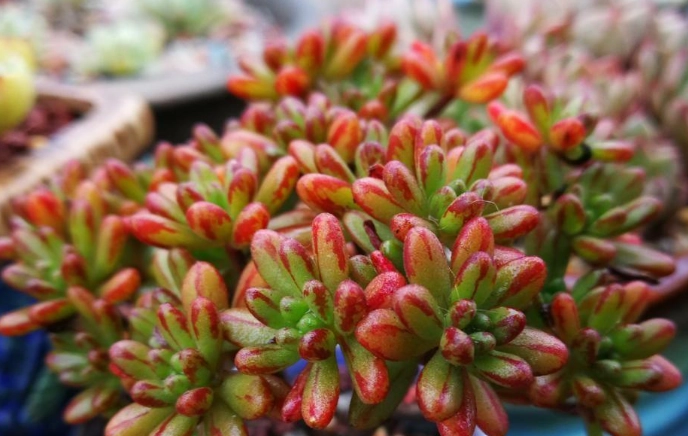 多肉植物澆水方法