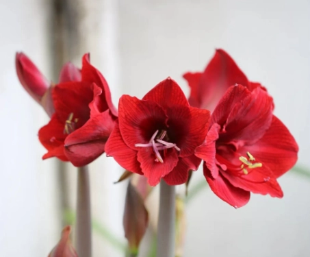 孤挺花開花時間