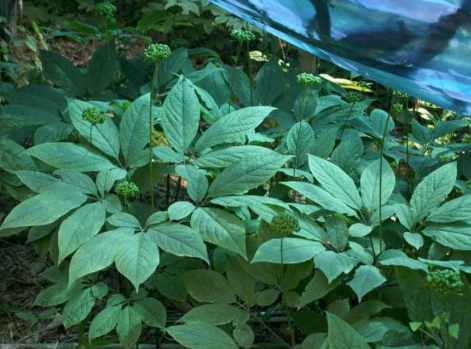 松蘿養護技巧 松蘿養護技巧