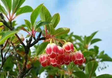 吊鐘樹種植方法