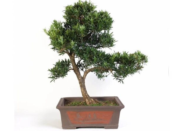 羅漢松盆栽養護