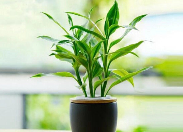 富貴竹盆栽養護 富貴竹盆栽養護