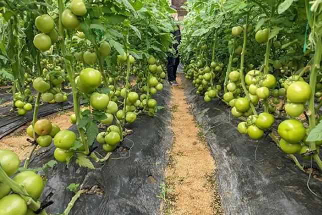 小番茄肥料選擇