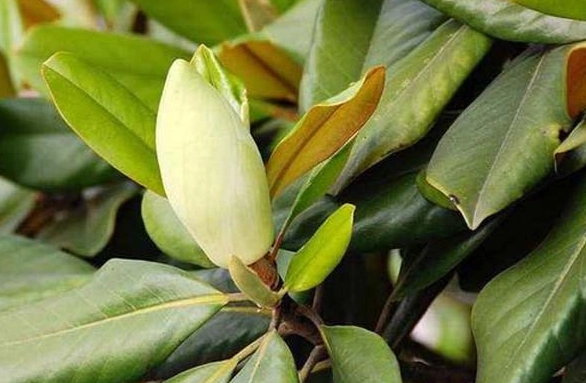 玉蘭花葉片變黑