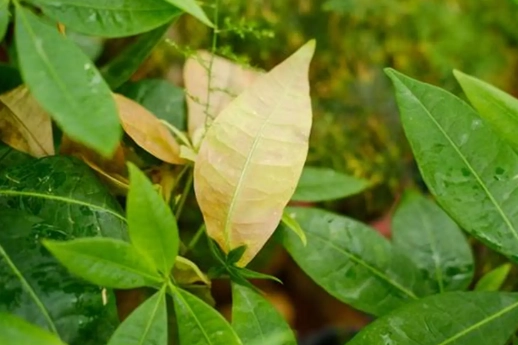 發財樹葉子變黃