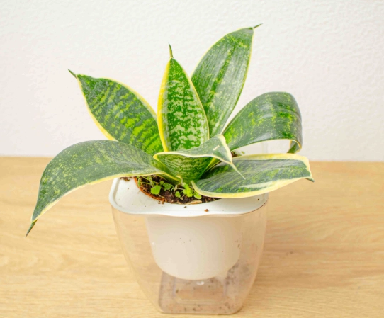 虎尾蘭澆水注意事項