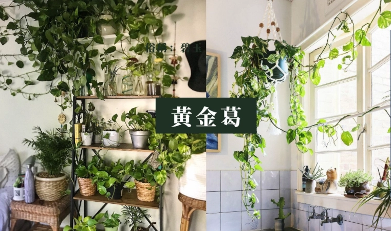 室內植物推薦