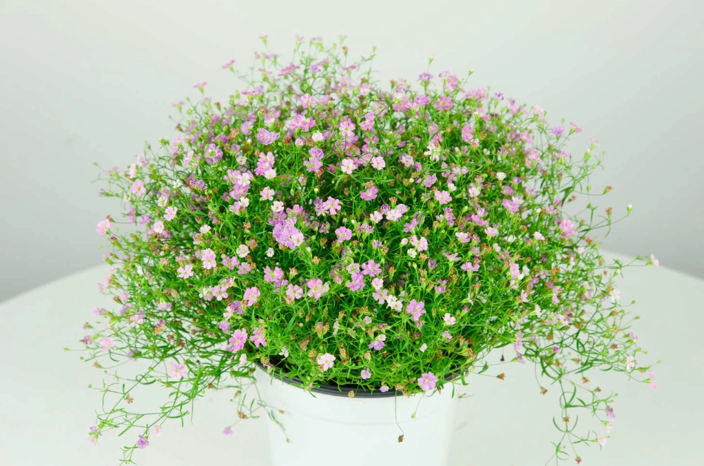 滿天星對貓有毒