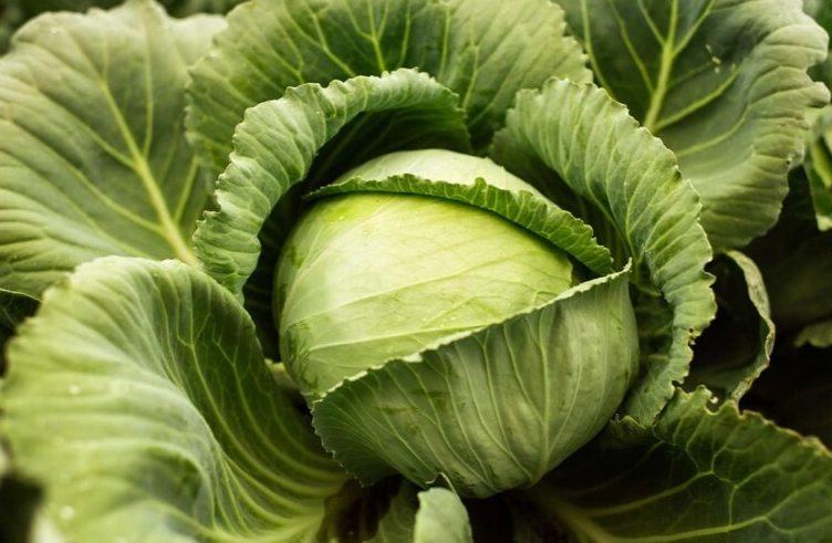 高麗菜保存