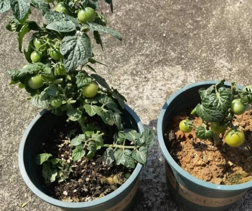 小番茄施肥時機