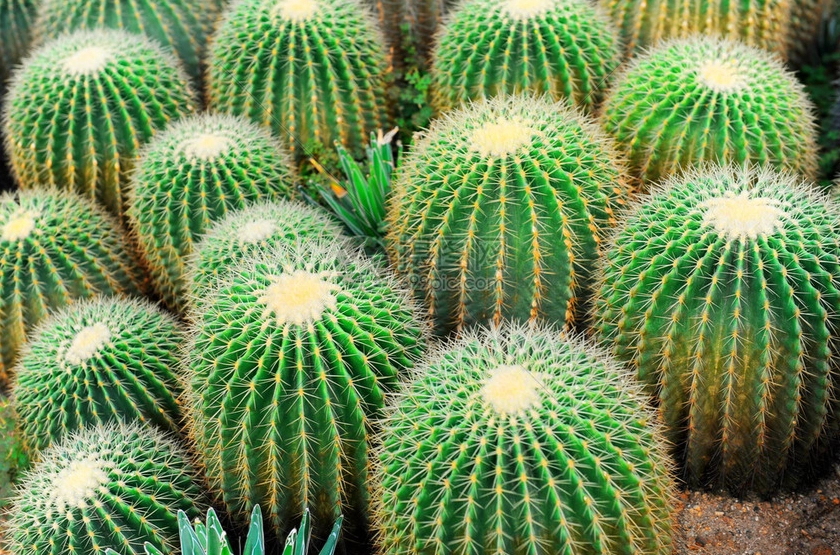 仙人掌曬太陽時間