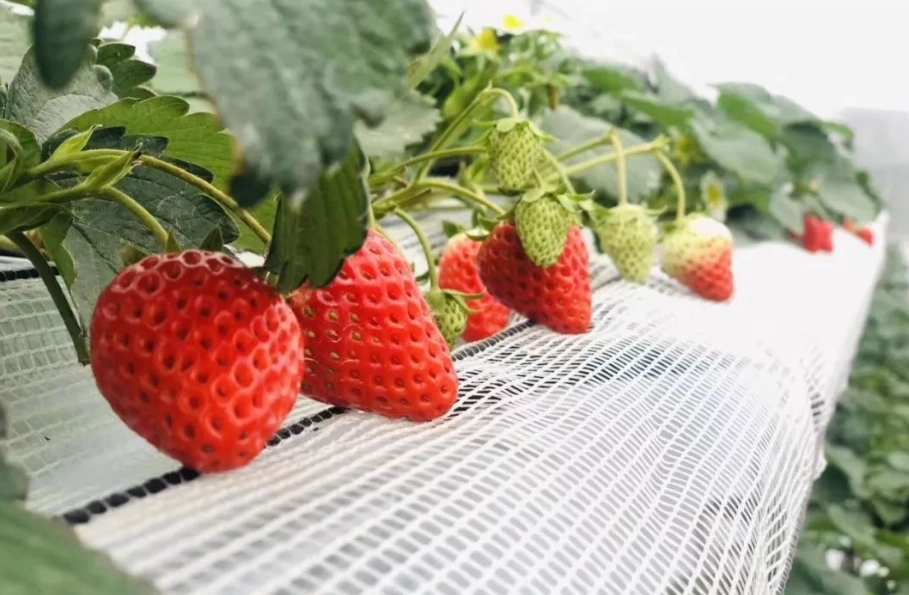 雲林草莓農場