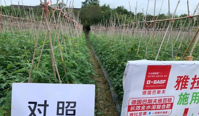 小番茄肥料選擇