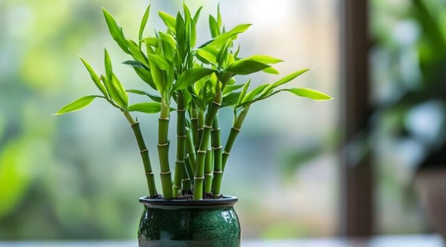 富貴竹風水擺放 富貴竹風水擺放