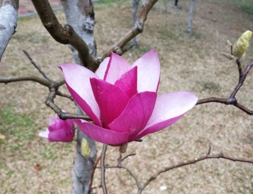 台灣玉蘭花景點