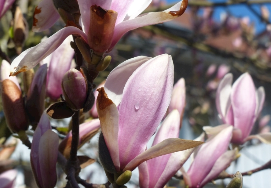 玉蘭花葉子禁忌