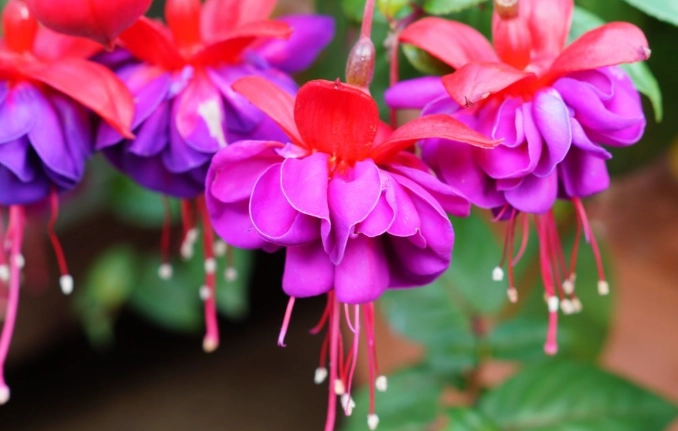 吊鐘花修剪方法