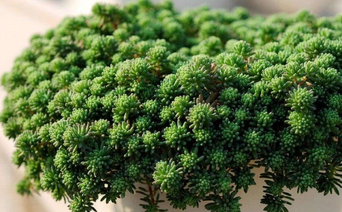 景天科多肉植物