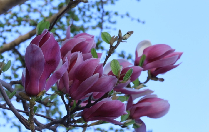 玉蘭花開花時間