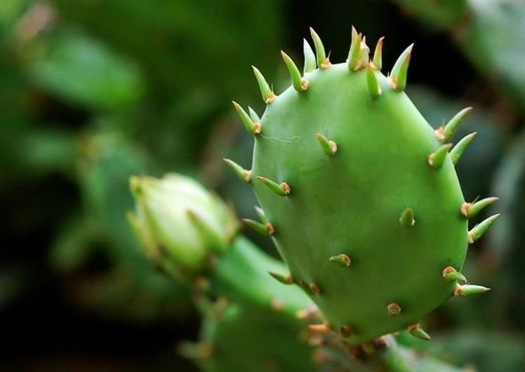 仙人掌光照需求