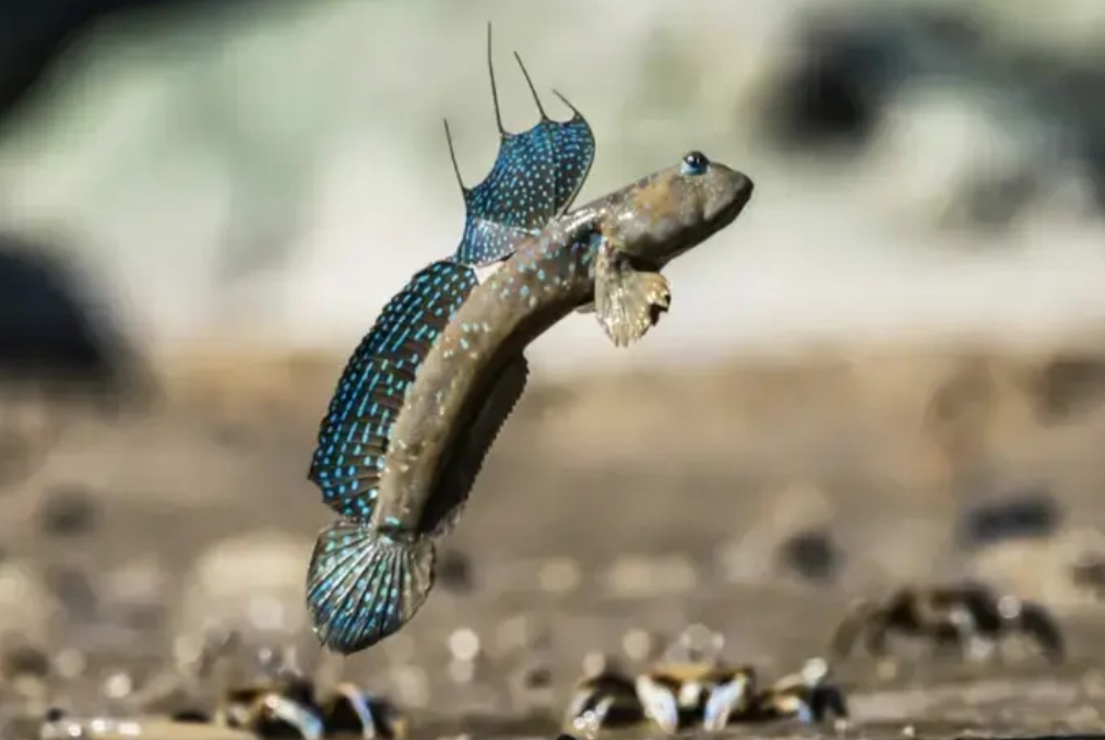 夢見魚在地上跳