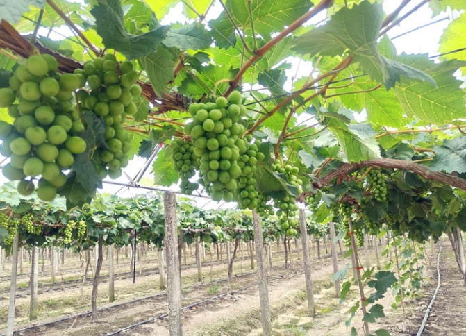 葡萄种植条件