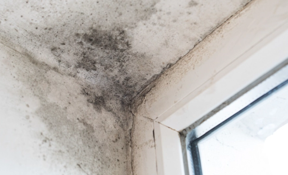 房間發霉怎麼處理