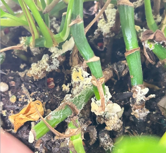 植物發霉處理方法