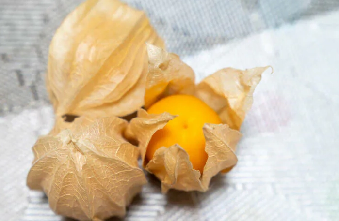 燈籠果生命週期