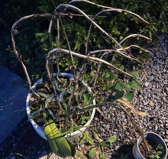 蘭花葉子掉光如何救