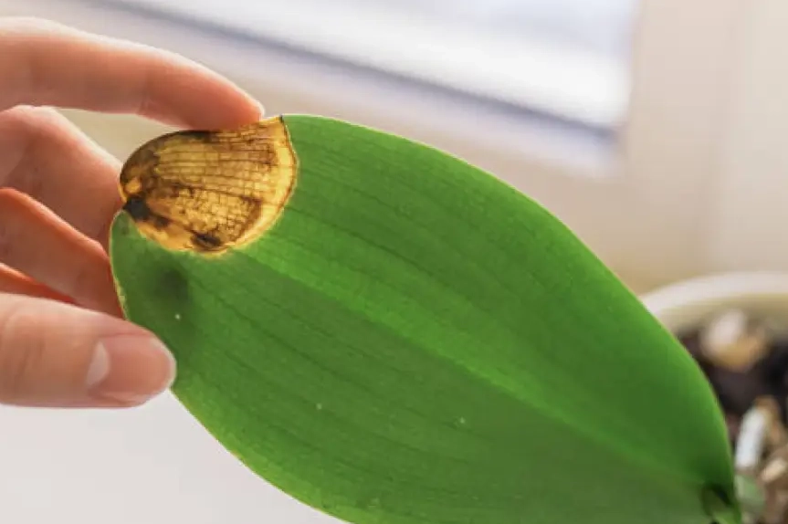 蘭花葉子變黃原因