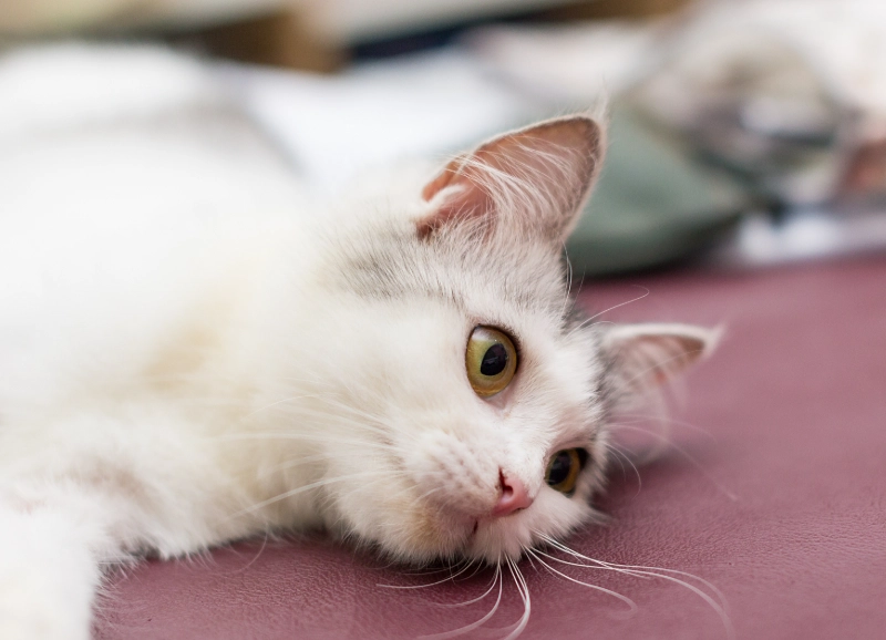 樟腦丸對貓咪有害 樟腦丸對貓咪有害