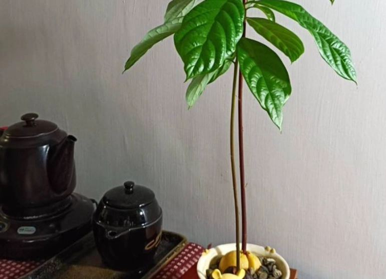 酪梨樹修剪時機 酪梨樹修剪時機