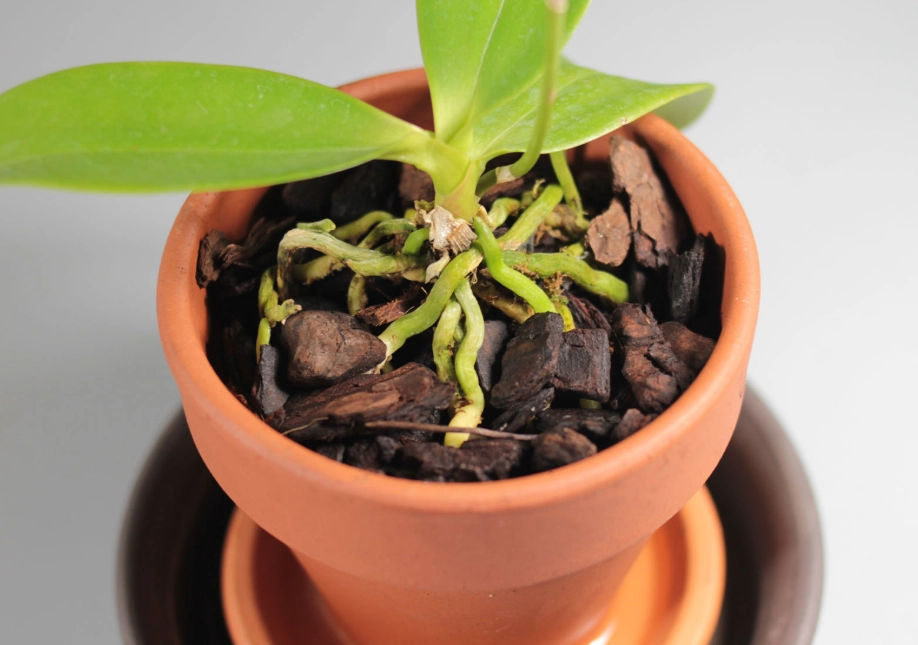 蝴蝶蘭澆水頻率