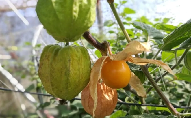 延長燈籠果壽命