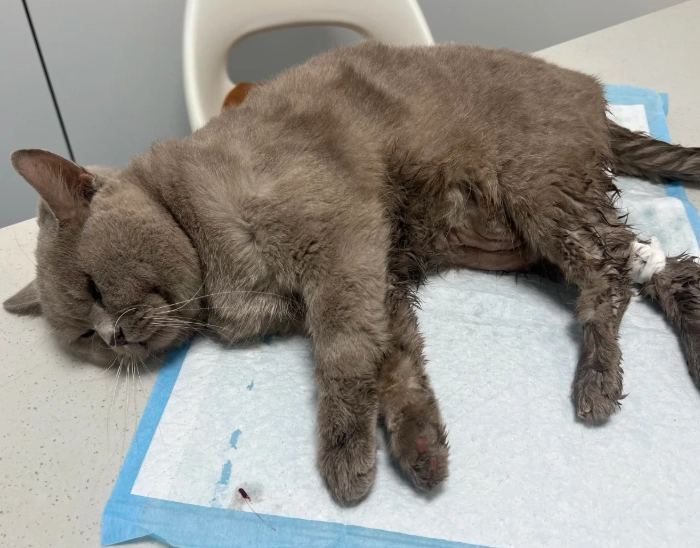 貓樟腦油中毒症狀